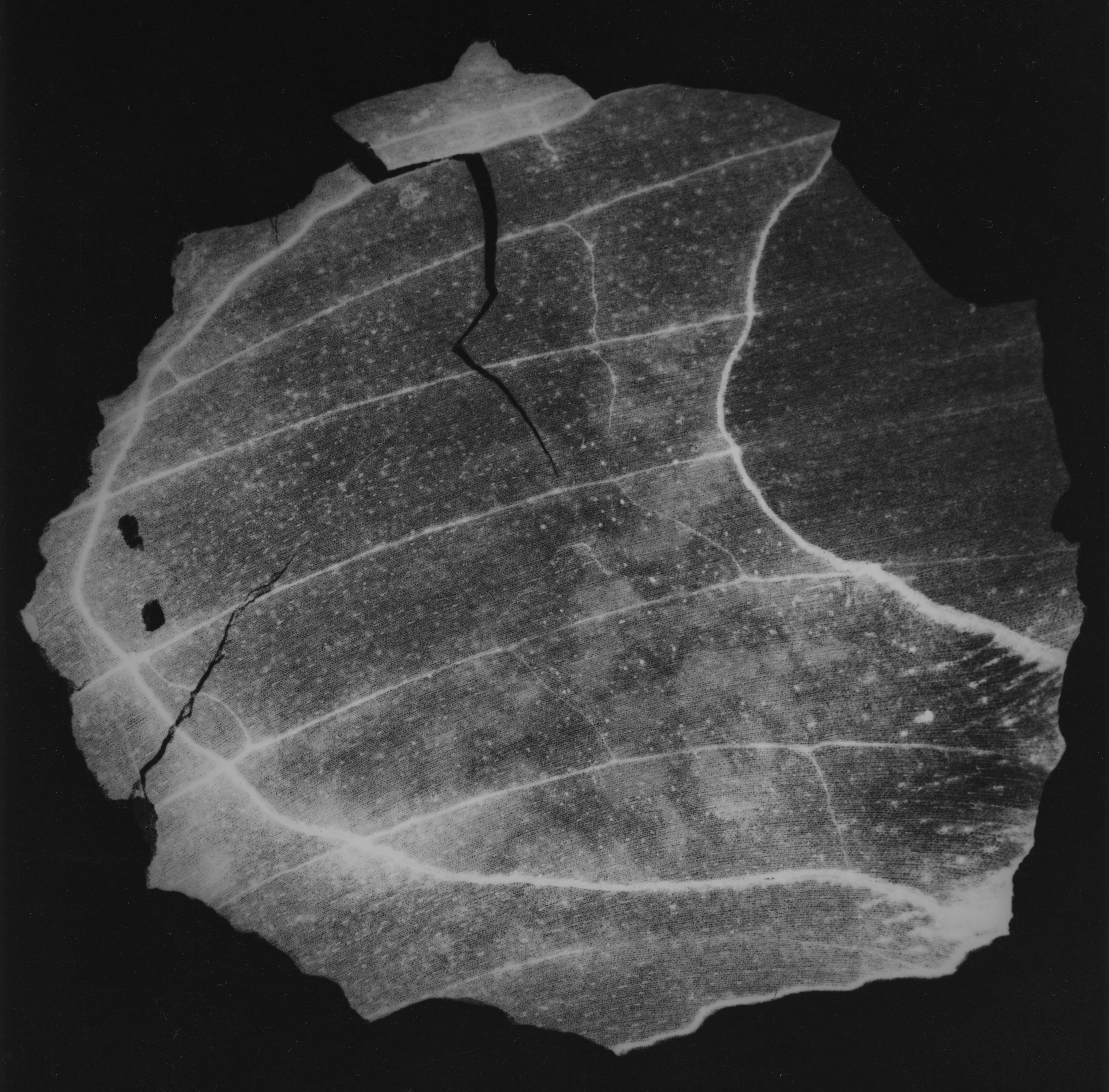 MIROSLAV KOVAL / JÍT KRESBOU JAKO TRÁVOU