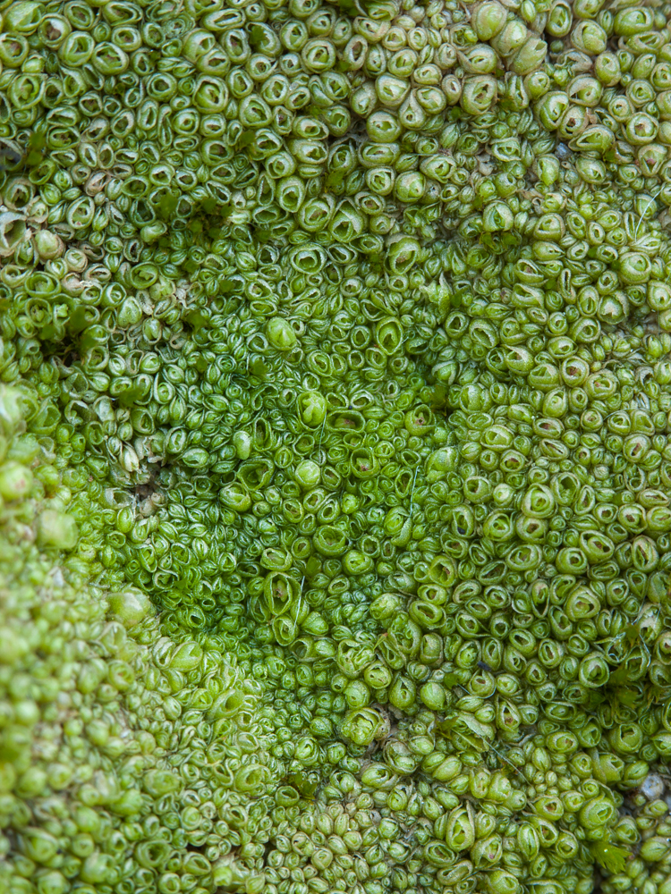 Štěpán Koval, Trsenka trsnatá, Kouty nad Desnou